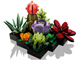 Succulents thumbnail