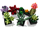 Succulents thumbnail