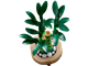 Lucky Bamboo thumbnail