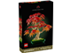 Japanese Red Maple Bonsai Tree thumbnail