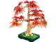 Japanese Red Maple Bonsai Tree thumbnail
