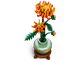 Chrysanthemum thumbnail
