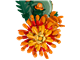 Chrysanthemum thumbnail