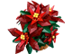 Poinsettia thumbnail