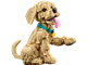 Golden Retriever Puppy thumbnail