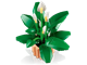 Peace Lily thumbnail