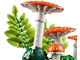 Woodland Mushrooms thumbnail
