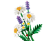 Daisies thumbnail