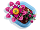 Flowering Cactus thumbnail