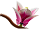 Magnolia Branches thumbnail