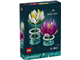 Water Lilies thumbnail