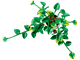 Hanging Golden Pothos thumbnail