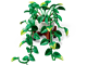 Hanging Golden Pothos thumbnail