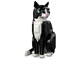 Tuxedo Cat thumbnail