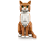 Orange Cat thumbnail