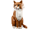 Orange Cat thumbnail