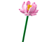 Lotus Flowers thumbnail