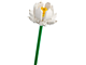 Lotus Flowers thumbnail