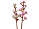 Cherry Blossoms thumbnail
