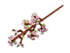 Cherry Blossoms thumbnail