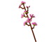 Cherry Blossoms thumbnail