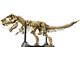 Dinosaur Fossils Tyrannosaurus rex thumbnail