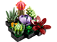 Succulents thumbnail