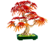 Japanese Red Maple Bonsai Tree thumbnail