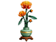 Chrysanthemum thumbnail