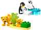Wild Animal Families Penguins & Lions thumbnail
