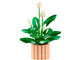 Peace Lily thumbnail