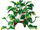 Hanging Golden Pothos thumbnail