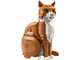 Orange Cat thumbnail