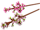 Cherry Blossoms thumbnail